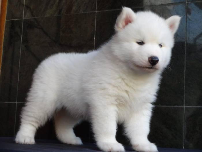 DogsIndia.com - Siberian Husky - Gururaj Mahadev