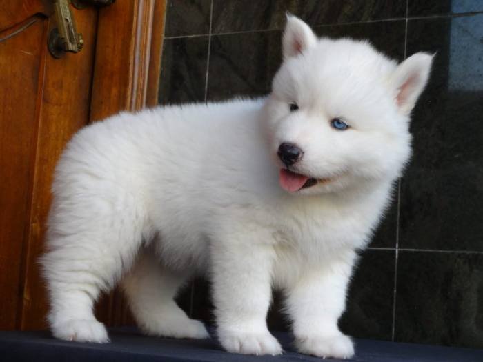 DogsIndia.com - Siberian Husky - Gururaj Mahadev
