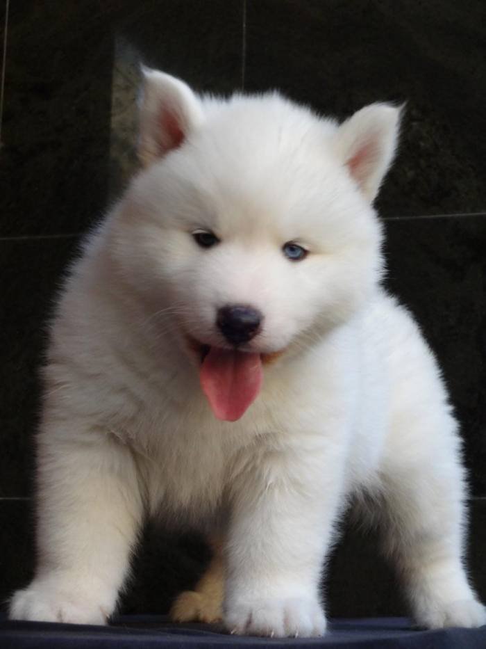 DogsIndia.com - Siberian Husky - Gururaj Mahadev