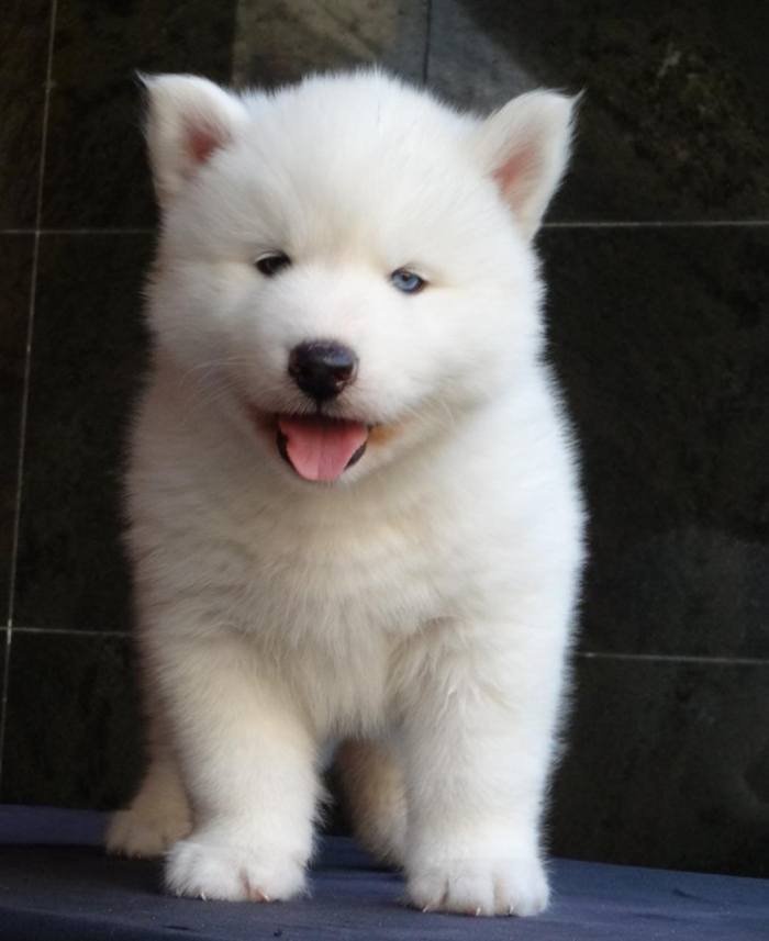 DogsIndia.com - Siberian Husky - Gururaj Mahadev