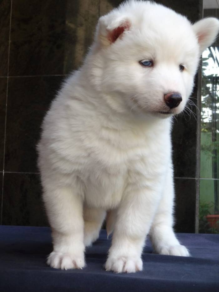 DogsIndia.com - Siberian Husky - Gururaj Mahadev