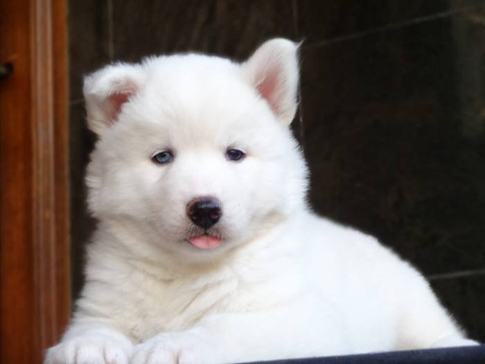 DogsIndia.com - Siberian Husky - Gururaj Mahadev