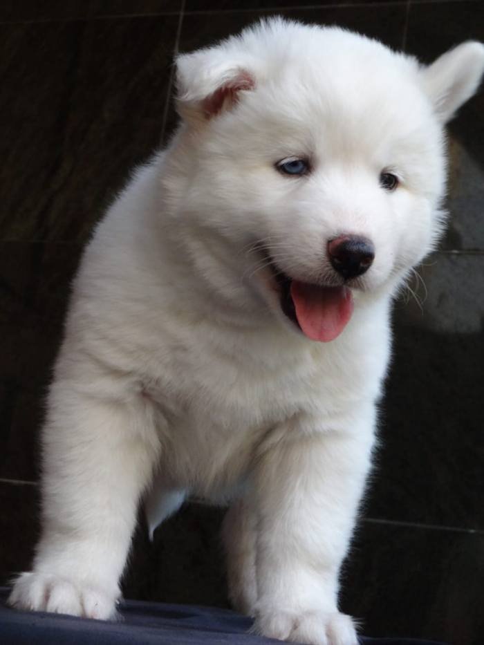 DogsIndia.com - Siberian Husky - Gururaj Mahadev