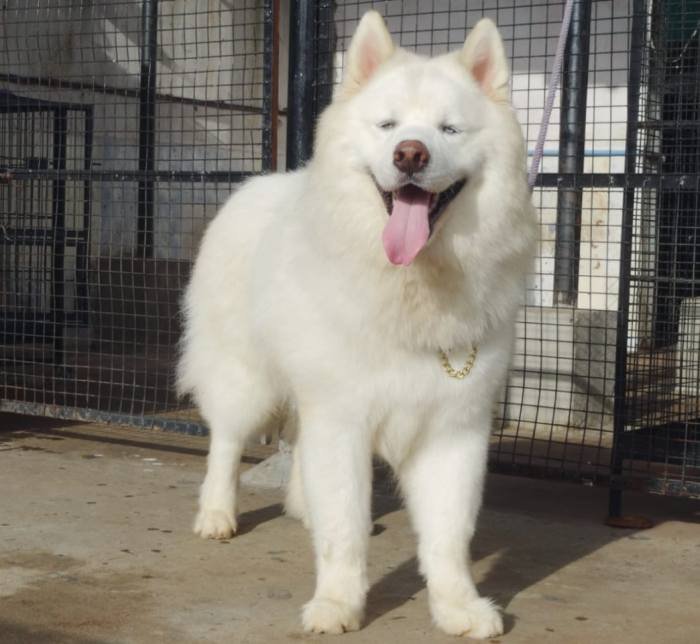 DogsIndia.com - Siberian Husky - Gururaj Mahadev