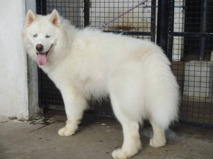 DogsIndia.com - Siberian Husky - Gururaj Mahadev