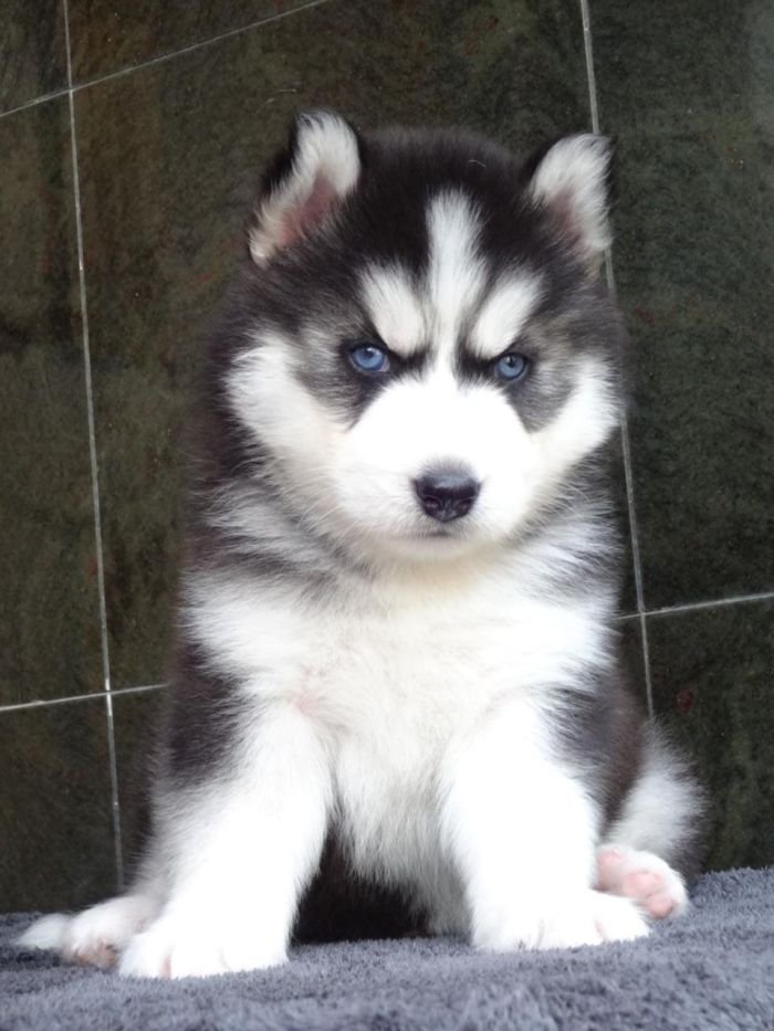DogsIndia.com - Siberian Husky - Gururaj