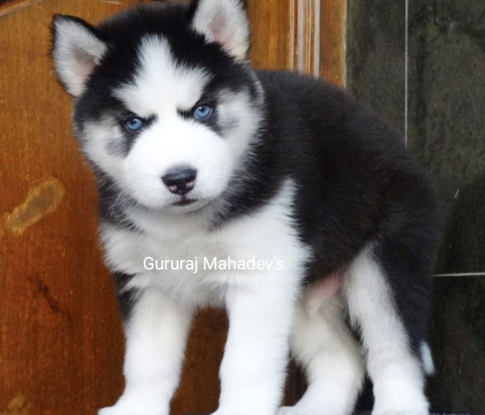 DogsIndia.com - Siberian Husky - Gururaj