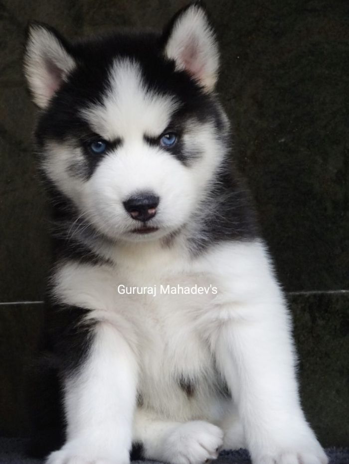 DogsIndia.com - Siberian Husky - Gururaj