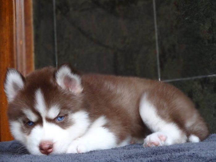 DogsIndia.com - Siberian Husky - Gururaj