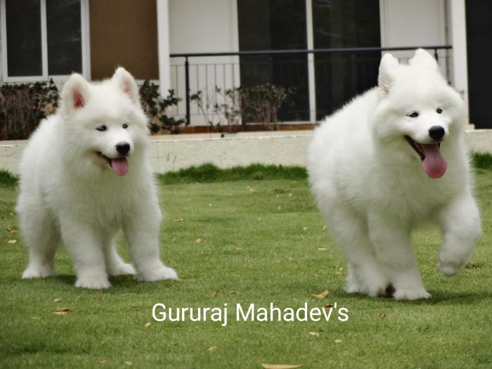 DogsIndia.com - Siberian Husky - Gururaj Mahadev