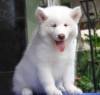 DogsIndia.com - Siberian Huskey - Gururaj
