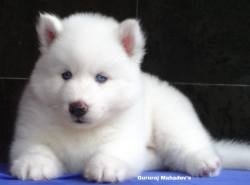 DogsIndia.com - Siberian Husky - Gururaj