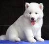 DogsIndia.com - Siberian Husky - Gururaj