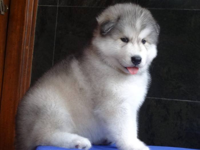 DogsIndia.com - Siberian Husky - Gururaj