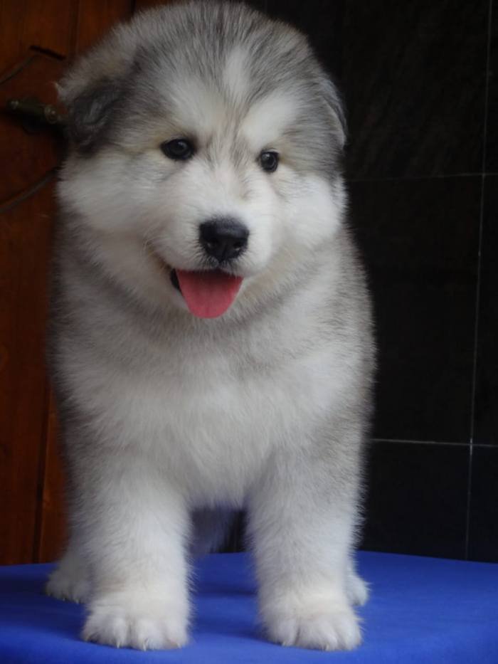 DogsIndia.com - Siberian Husky - Gururaj
