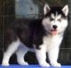 DogsIndia.com - Siberian Husky - Gururaj