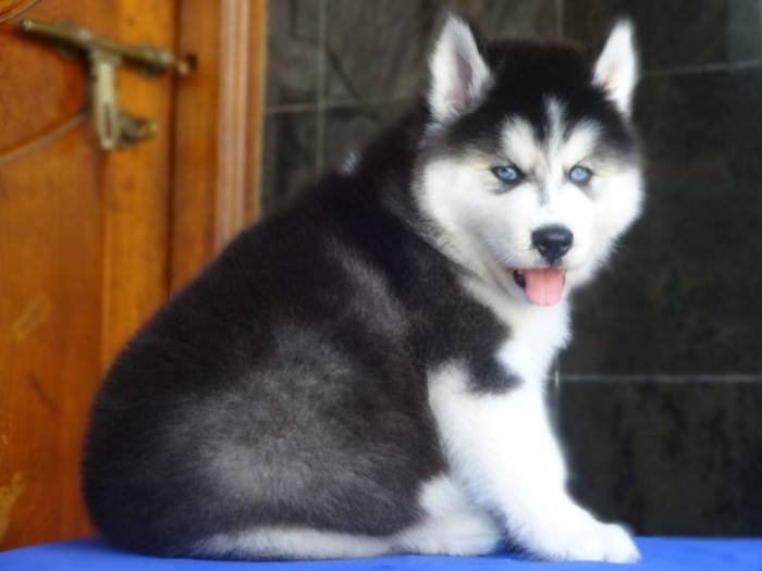 DogsIndia.com - Siberian Husky - Gururaj