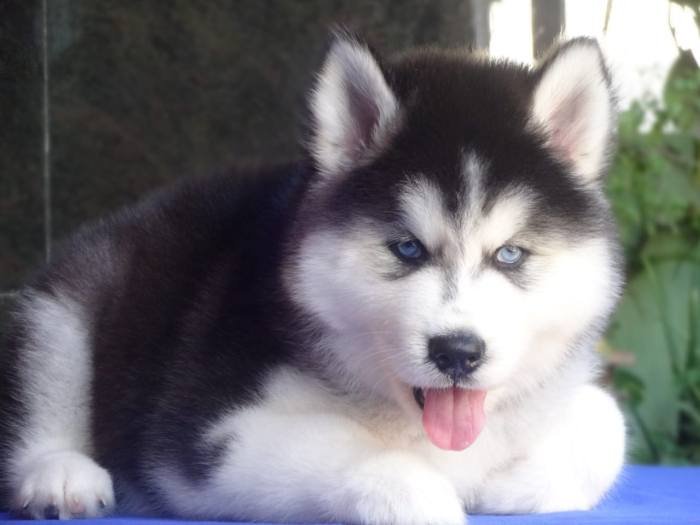 DogsIndia.com - Siberian Husky - Gururaj