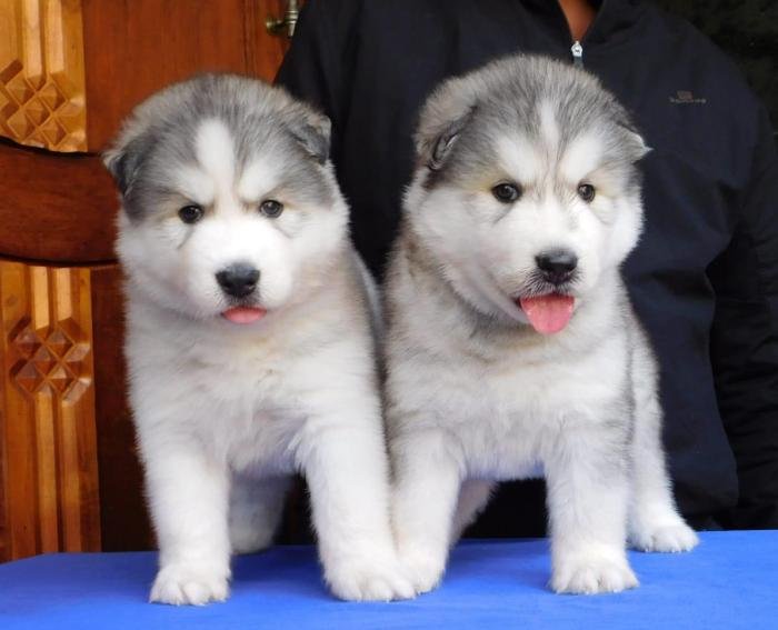 DogsIndia.com - Siberian Husky - Gururaj