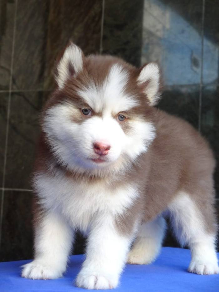 DogsIndia.com - Siberian Husky - Gururaj