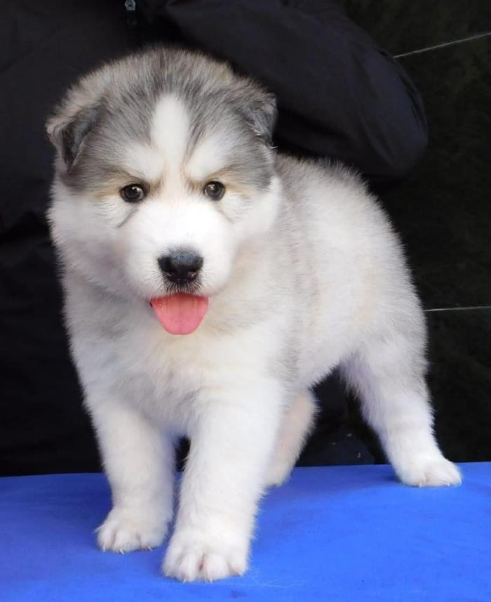 DogsIndia.com - Siberian Husky - Gururaj