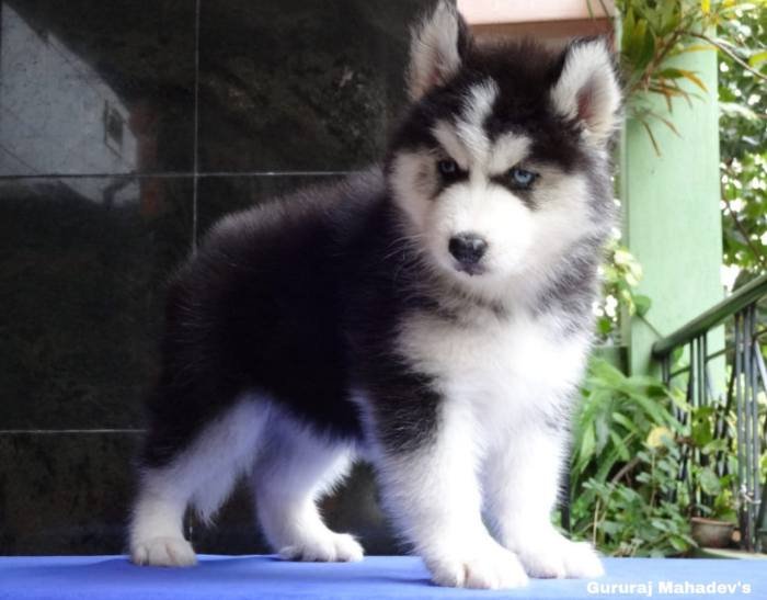 DogsIndia.com - Siberian Husky - Gururaj