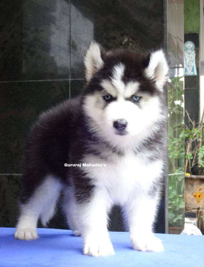 DogsIndia.com - Siberian Husky - Gururaj