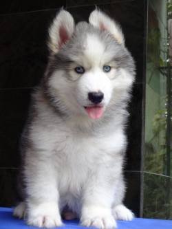 DogsIndia.com - Siberian Husky - Gururaj