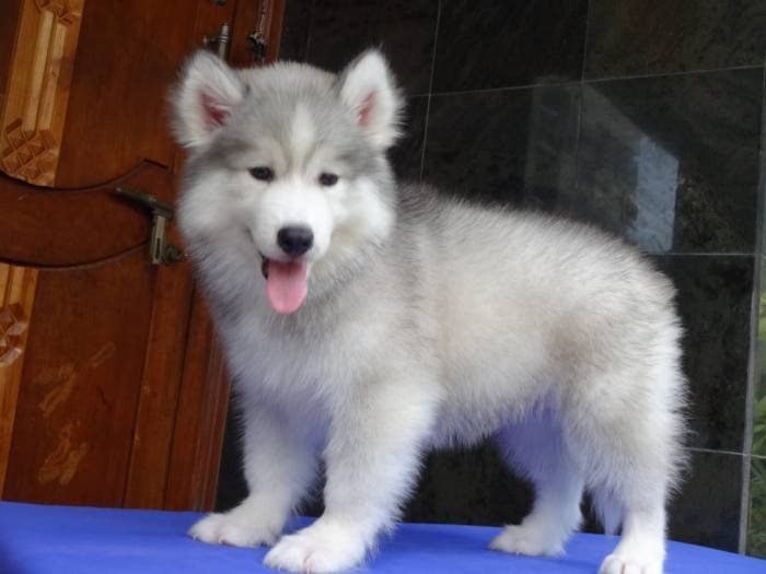 DogsIndia.com - Siberian Husky - Gururaj