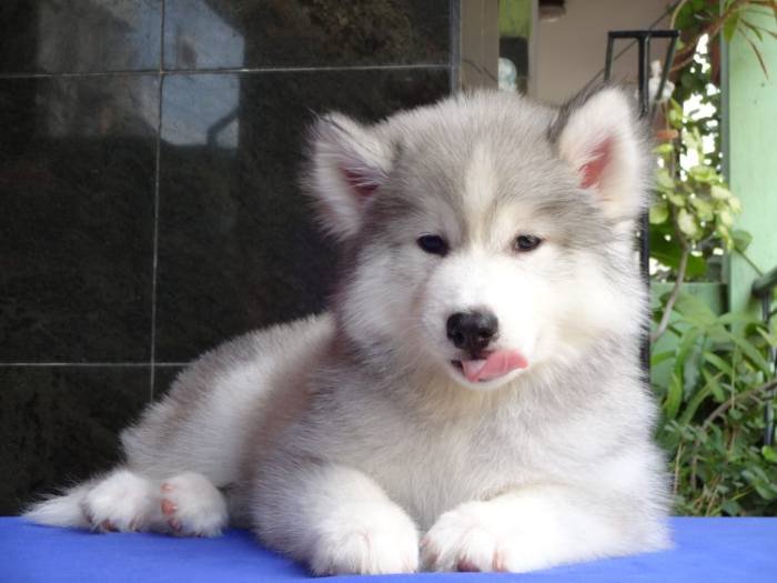 DogsIndia.com - Siberian Husky - Gururaj