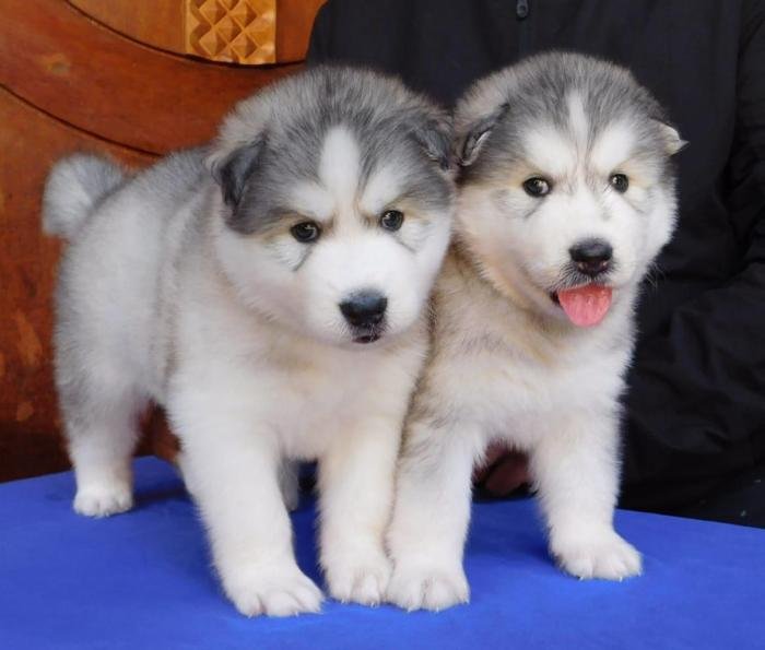 DogsIndia.com - Siberian Husky - Gururaj