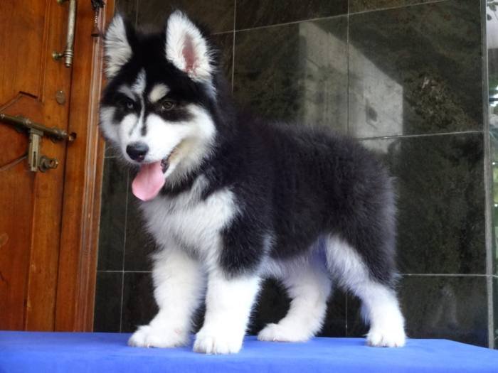 DogsIndia.com - Siberian Husky - Gururaj