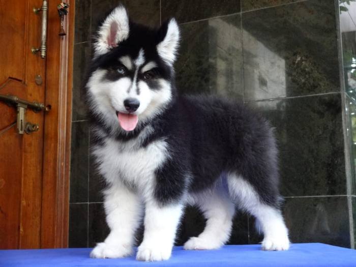 DogsIndia.com - Siberian Husky - Gururaj