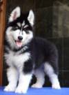 DogsIndia.com - Siberian Husky - Gururaj