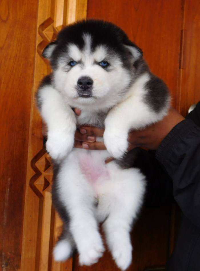 DogsIndia.com - Siberian Husky - Gururaj