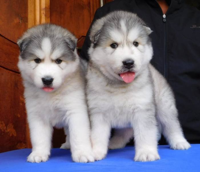 DogsIndia.com - Siberian Husky - Gururaj