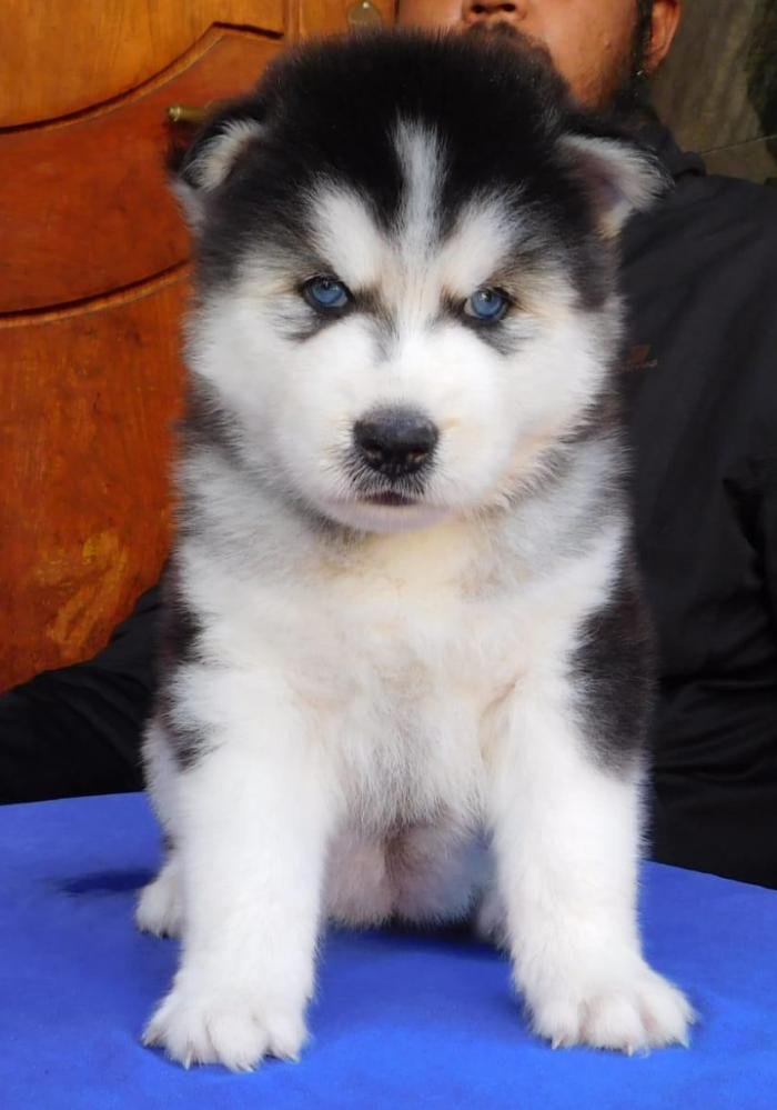 DogsIndia.com - Siberian Husky - Gururaj