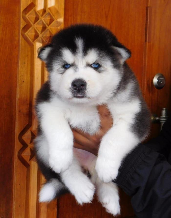 DogsIndia.com - Siberian Husky - Gururaj