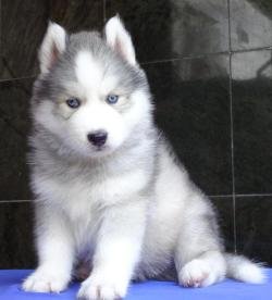 DogsIndia.com - Siberian Husky - Gururaj