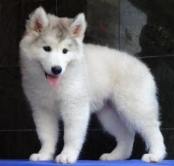 DogsIndia.com - Siberian Husky - Gururaj