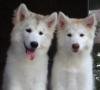 DogsIndia.com - Siberian Husky - Gururaj