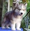 DogsIndia.com - Siberian Husky - Gururaj