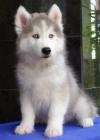 DogsIndia.com - Siberian Husky - Gururaj