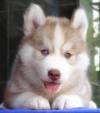 DogsIndia.com - Siberian Husky - Gururaj