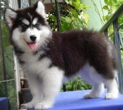DogsIndia.com - Siberian Husky - Gururaj