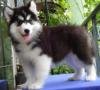 DogsIndia.com - Siberian Husky - Gururaj