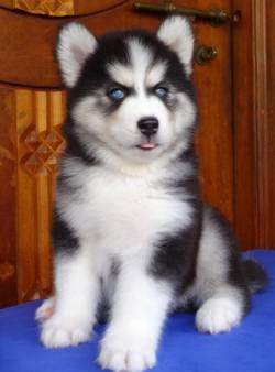 DogsIndia.com - Siberian Husky - Gururaj