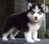 DogsIndia.com - Siberian Husky - Gururaj