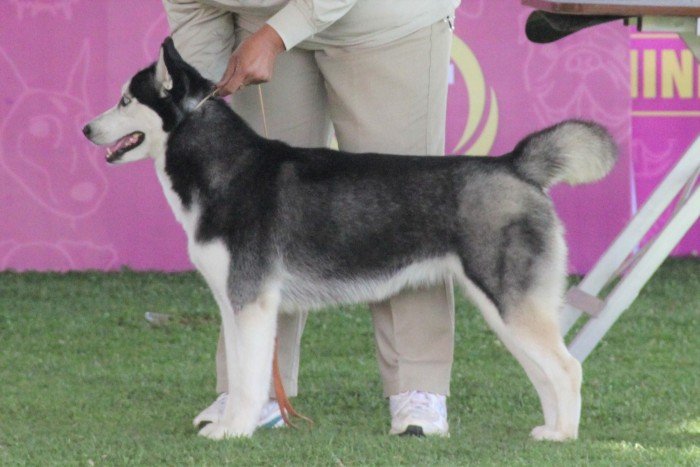 DogsIndia.com - Siberian Husky - Happy Minds - Abhijit