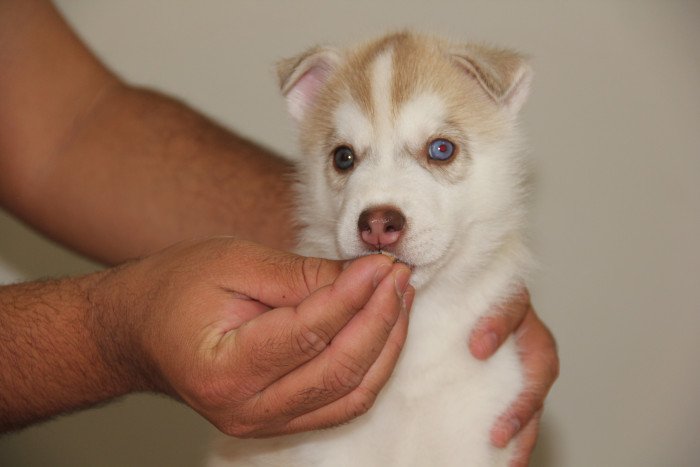 DogsIndia.com - Siberian Husky - Happy Minds - Abhijit